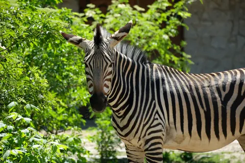 والپیپر گورخر با کیفیت 4K · animals · 3840×2560