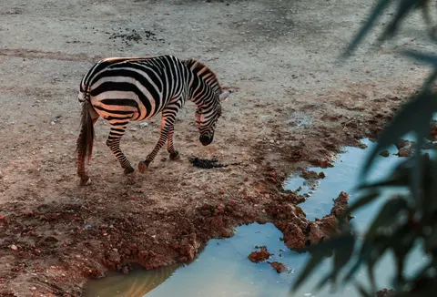 Zebra 4K Wallpaper · animals · 3840×2606