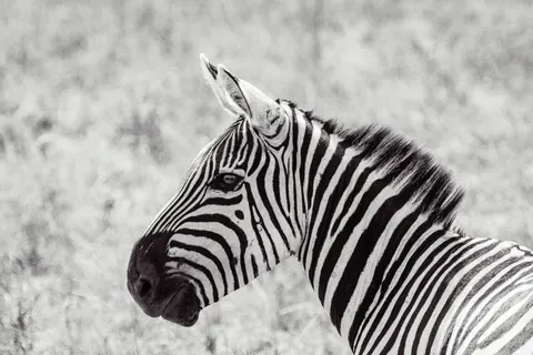 Zebra 4K Wallpaper · animals · 3840×2560