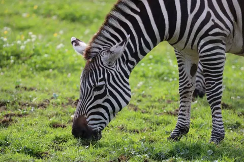 ज़ेबरा 4K वॉलपेपर · animals · 3840×2560