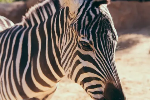 Zebra 4K Wallpaper · animals · 3840×2560