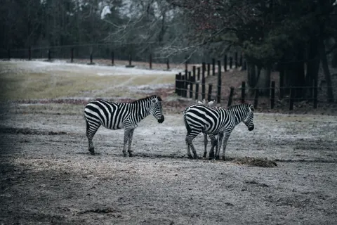 Zebra 4K Wallpaper · animals · 3840×2560