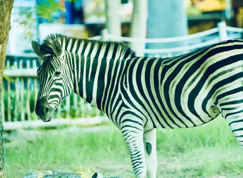 Zebra 4K Wallpaper · animals · 3840×2816