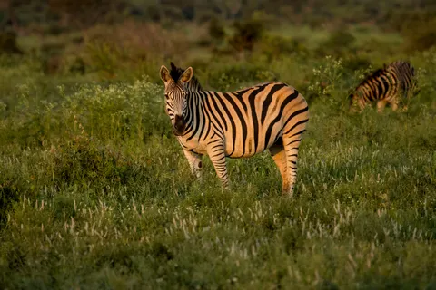 Zebra 4K Wallpaper · animals · 3840×2560