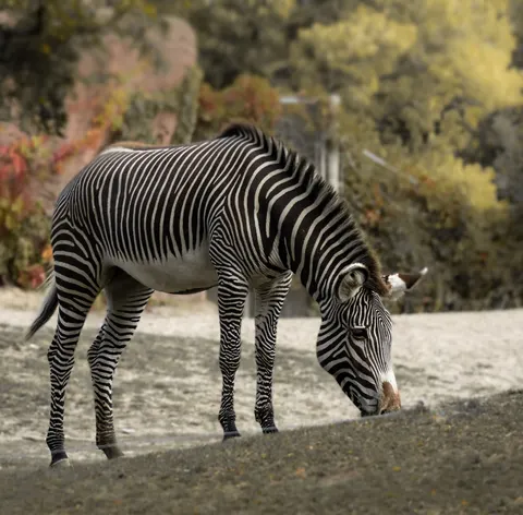 خلفية حمار وحشي بدقة 4K · animals · 3840×3777