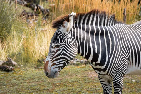 Zebra 4K Wallpaper · animals · 3840×2560