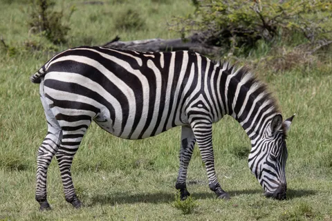 Zebra 4K Wallpaper · animals · 3840×2560