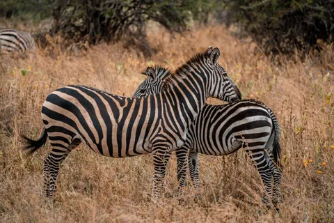 Zebra 4K Wallpaper · animals · 3840×2560