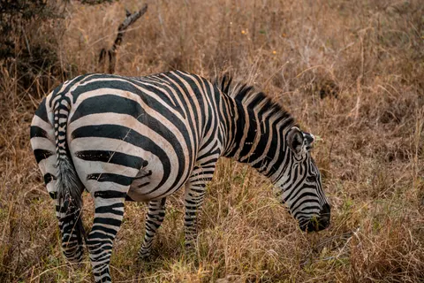 Zebra 4K Wallpaper · animals · 3840×2560