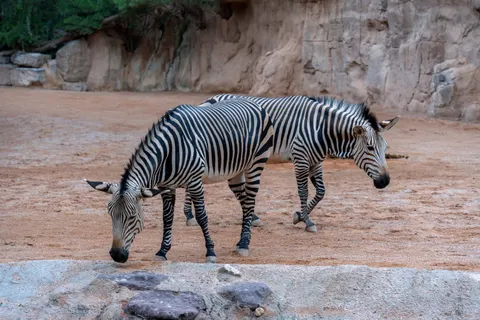 Zebra 4K Wallpaper · animals · 3840×2560