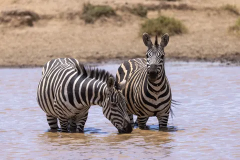 Zebra 4K Wallpaper · animals · 3840×2561