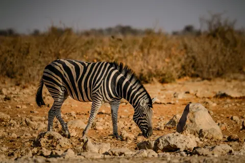 Zebra 4K Wallpaper · animals · 3840×2560