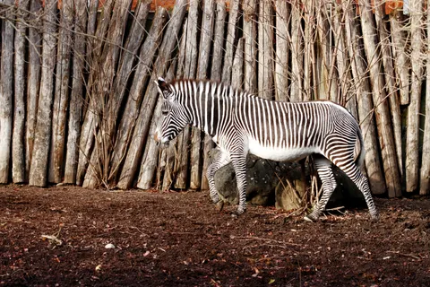Zebra 4K Wallpaper · animals · 3840×2560