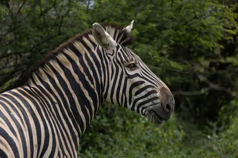 斑馬 4K桌布 · animals · 3840×2561