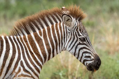 Zebra 4K Wallpaper · animals · 3840×2560