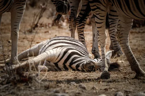Zebra 4K Wallpaper · animals · 3840×2560