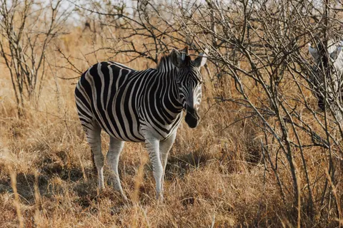 Zebra 4K Wallpaper · animals · 3840×2561