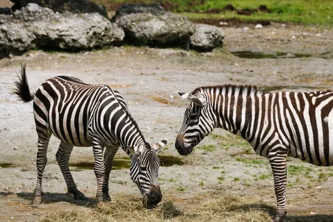 Tapeta Zebra 4K · animals · 3840×2560