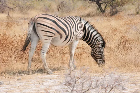 Zebra 4K Wallpaper · animals · 3840×2560