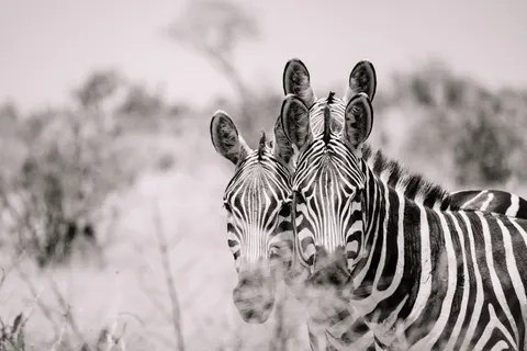 斑馬 4K桌布 · animals · 3840×2561