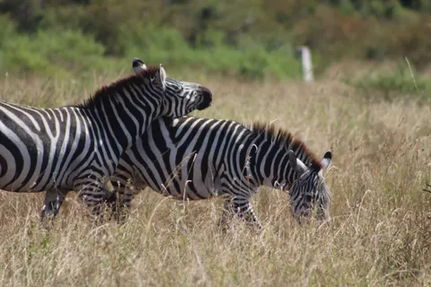 Zebra 4K Wallpaper · animals · 3840×2560