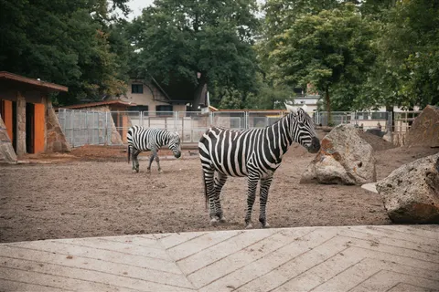 Zebra 4K Wallpaper · animals · 3840×2560