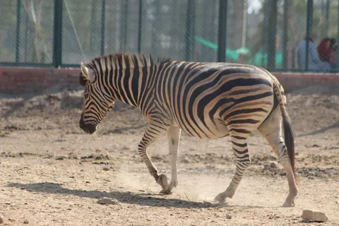 Zebra 4K Wallpaper · animals · 3840×2560