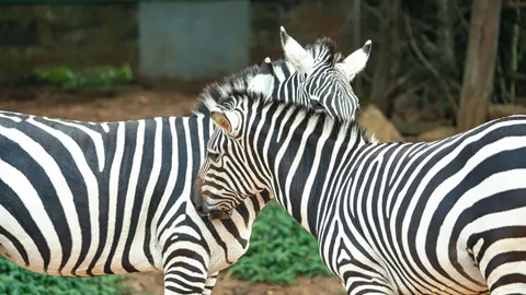 Zebra 4K Wallpaper · animals · 3840×2161