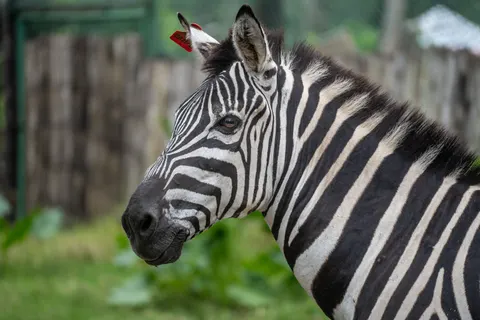 Zebra 4K Wallpaper · animals · 3840×2560
