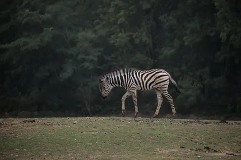 Zebra 4K Wallpaper · animals · 3840×2561