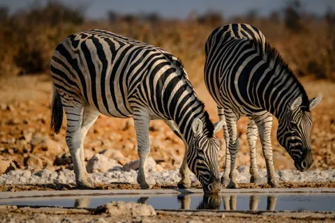 Zebra 4K Wallpaper · animals · 3840×2560