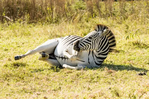 Zebra 4K Wallpaper · animals · 3840×2560