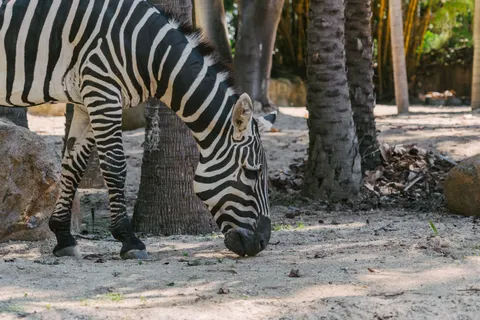 Zebra 4K Wallpaper · animals · 3840×2560