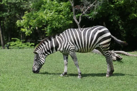 Zebra 4K Wallpaper · animals · 3840×2559