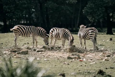 Zebra 4K Wallpaper · animals · 3840×2560