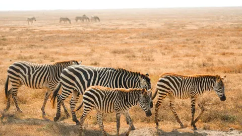 Zebra 4K Wallpaper · animals · 3840×2159