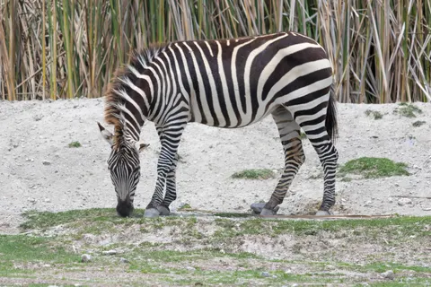 Zebra 4K Wallpaper · animals · 3840×2560
