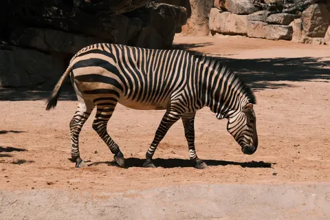 Zebra 4K Wallpaper · animals · 3840×2560