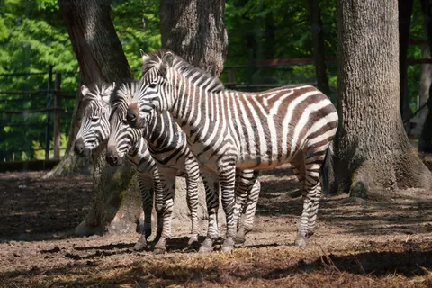 Zebra 4K Wallpaper · animals · 3840×2560