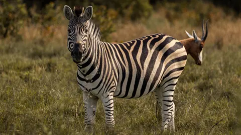 Zebra 4K Wallpaper · animals · 3840×2160