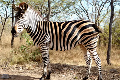 Zebra 4K Wallpaper · animals · 3840×2560