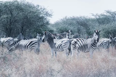 ज़ेबरा 4K वॉलपेपर · animals · 3840×2560