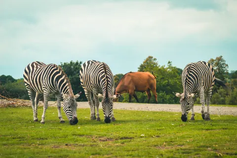 Zebra 4K Wallpaper · animals · 3840×2553