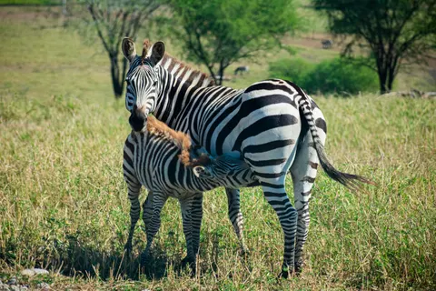 Zebra 4K Wallpaper · animals · 3840×2560