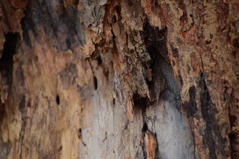 Sfondo Venatura del Legno 4K · minimal · 3840×2560