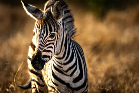 Zebra 4K Wallpaper · animals · 3840×2560