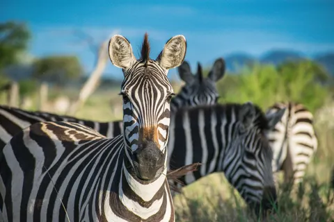 ज़ेबरा 4K वॉलपेपर · animals · 3840×2560