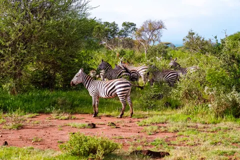Zebra 4K Wallpaper · animals · 3840×2560