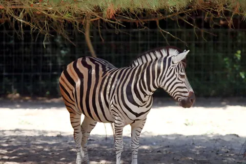 Zebra 4K Wallpaper · animals · 3840×2560