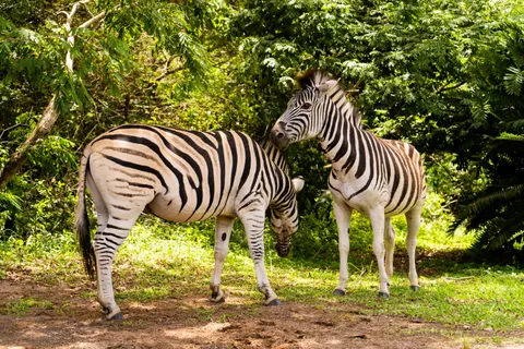 Zebra 4K Wallpaper · animals · 3840×2560
